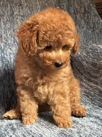 Chloe, a female Poodle - Toy  for sale in Mansfield, PA – 4 of 5