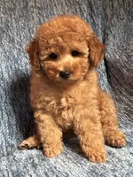 Chloe, a female Poodle - Toy  for sale in Mansfield, PA – 3 of 5