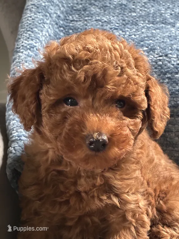 Levi – Poodle - Toy  puppy for sale in Mansfield, PA