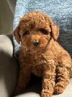 Levi, a male Poodle - Toy  for sale in Mansfield, PA – 2 of 3