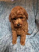 Levi, a male Poodle - Toy  for sale in Mansfield, PA – 3 of 3