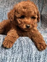 Leo, a male Poodle - Toy  for sale in Mansfield, PA – 5 of 5