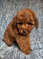 Leo, a male Poodle - Toy  for sale in Mansfield, PA – 3 of 5