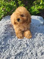 Sheena , a female Shihpoo for sale in Atlanta, GA – 1 of 1