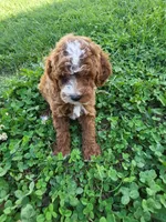 Trapper , a male Poodle - Miniature  for sale in Atlanta, GA – 1 of 1