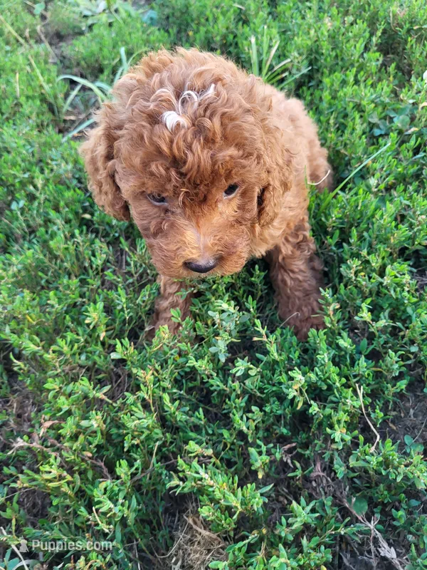 Trina – Poodle - Miniature  puppy for sale in Atlanta, GA