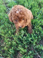 Trina, a female Poodle - Miniature  for sale in Atlanta, GA – 1 of 2