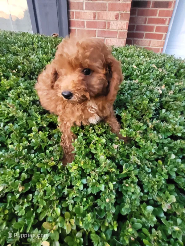 Ned – Poodle - Toy  puppy for sale in Atlanta, GA