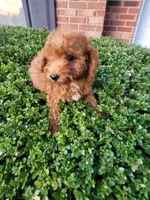 Ned, a male Poodle - Toy  for sale in Atlanta, GA – 1 of 2