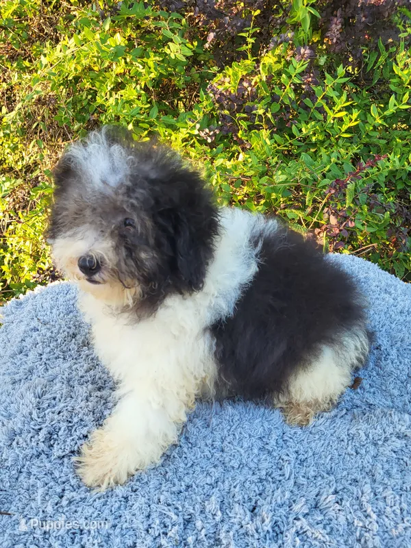 Turk  – Poodle - Toy  puppy for sale in Atlanta, GA