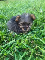 Yaya, a female Yorkipoo for sale in Atlanta, GA – 2 of 4