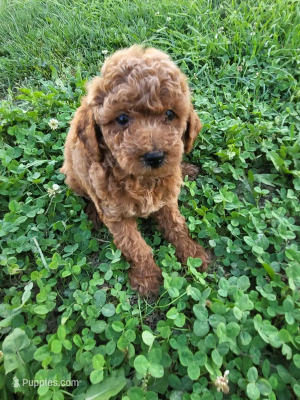 Tilly – Poodle - Miniature  puppy for sale in Atlanta, GA