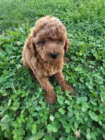 Tilly, a female Poodle - Miniature  for sale in Atlanta, GA – 1 of 1