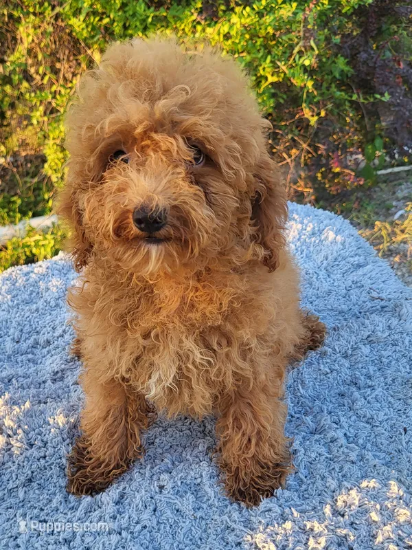 Tassy  – Poodle - Toy  puppy for sale in Atlanta, GA