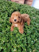 Ned, a male Poodle - Toy  for sale in Atlanta, GA – 2 of 2