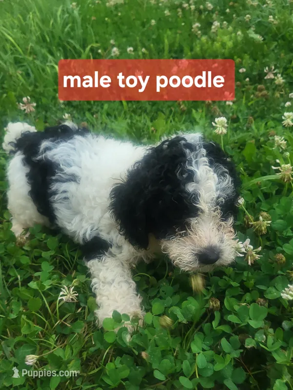 Turk  – Poodle - Toy  puppy for sale in Atlanta, GA