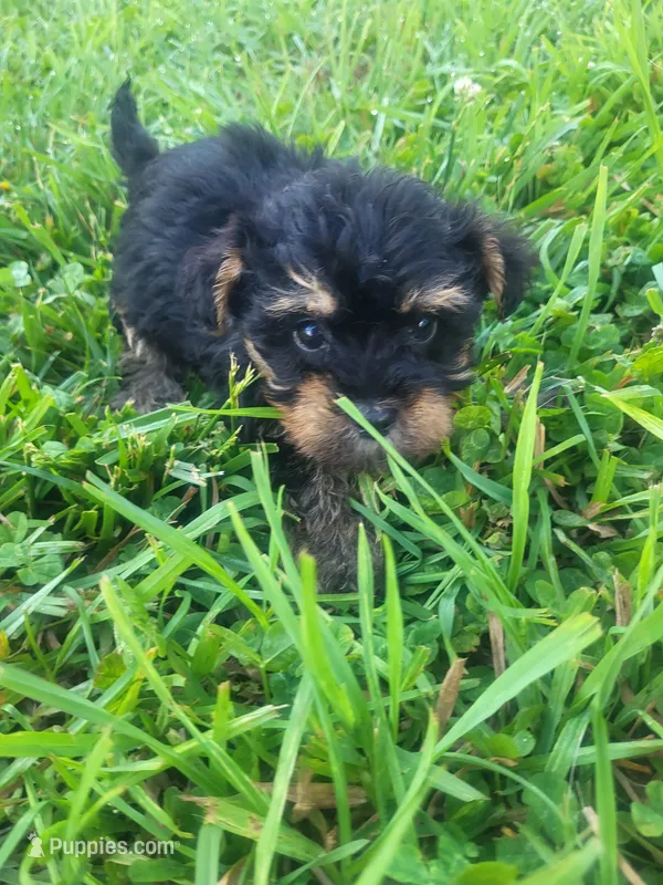 Yammer – Yorkipoo puppy for sale in Atlanta, GA