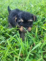 Yammer, a male Yorkipoo for sale in Atlanta, GA – 1 of 3