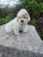 Tina, a female Poodle - Toy  for sale in Atlanta, GA – Photo 3 of 3