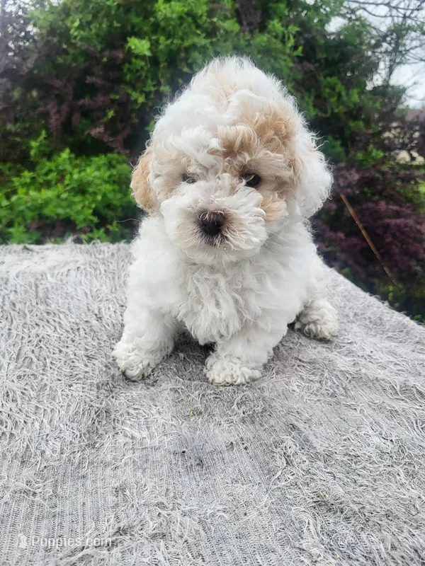 Tina – Poodle - Toy  puppy for sale in Atlanta, GA