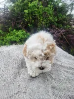 Tina, a female Poodle - Toy  for sale in Atlanta, GA – Photo 2 of 3