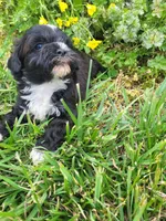 Sizzy, a female Shihpoo for sale in Atlanta, GA – Photo 1 of 2
