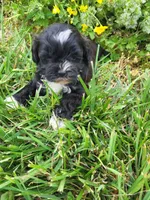Sizzy, a female Shihpoo for sale in Atlanta, GA – Photo 2 of 2