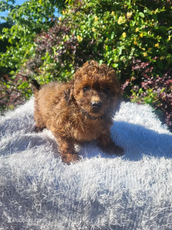 Sally  – Shihpoo puppy for sale in Atlanta, GA