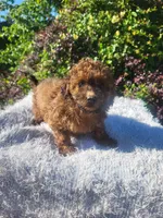 Sally , a female Shihpoo for sale in Atlanta, GA – 1 of 1
