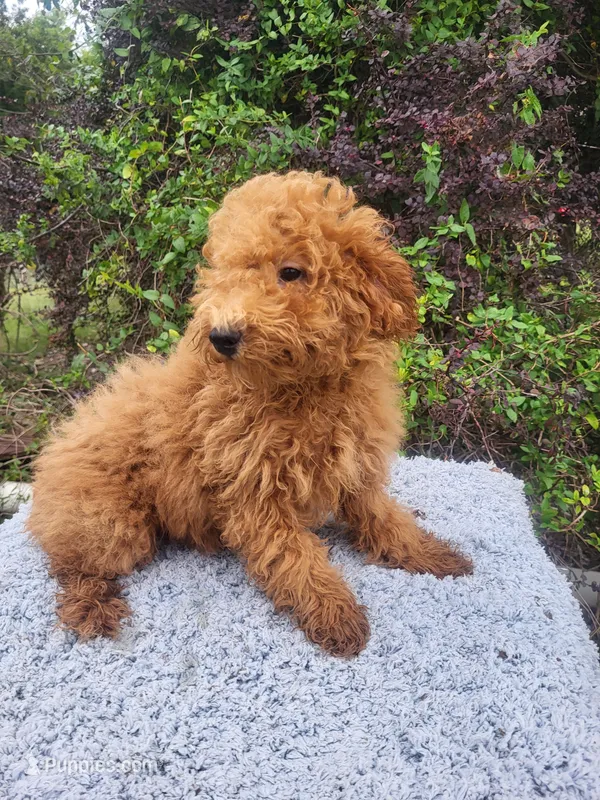 Taco – Poodle - Miniature  puppy for sale in Atlanta, GA