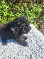 Tanna , a female Poodle - Toy  for sale in Atlanta, GA – 2 of 3