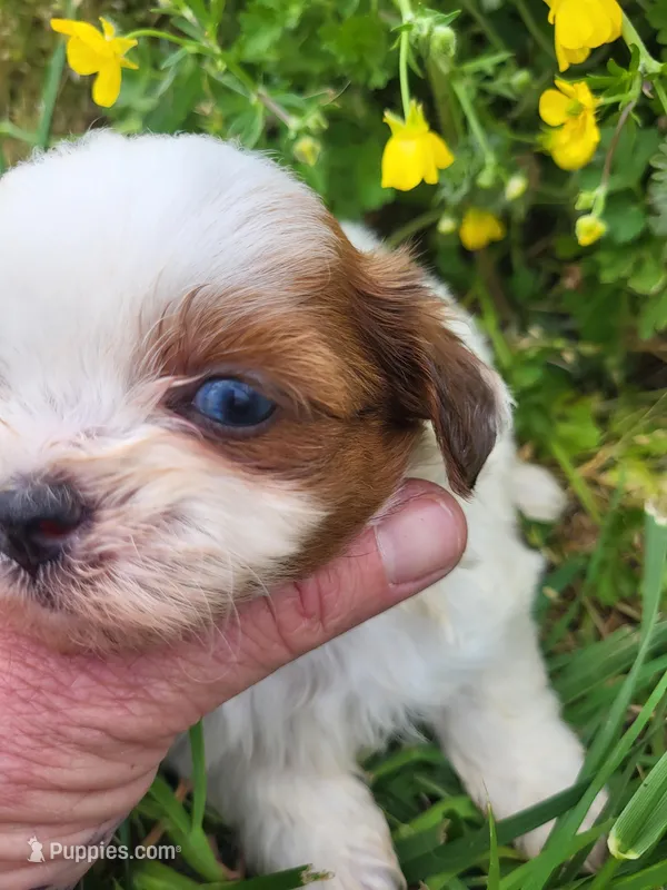 Sheena  – Shihpoo puppy for sale in Atlanta, GA