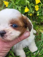 Sheena , a female Shihpoo for sale in Atlanta, GA – Photo 1 of 2