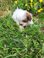 Sheena , a female Shihpoo for sale in Atlanta, GA – Photo 2 of 2