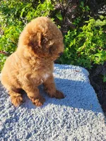 Taco, a male Poodle - Miniature  for sale in Atlanta, GA – 2 of 2