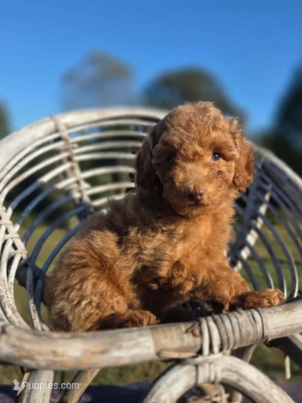 Track  – Poodle - Toy  puppy for sale in Atlanta, GA