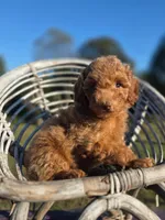 Track , a male Poodle - Toy  for sale in Atlanta, GA – 1 of 1