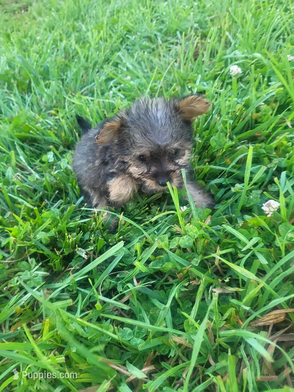 Yaya – Yorkipoo puppy for sale in Atlanta, GA