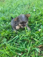 Yaya, a female Yorkipoo for sale in Atlanta, GA – 1 of 4