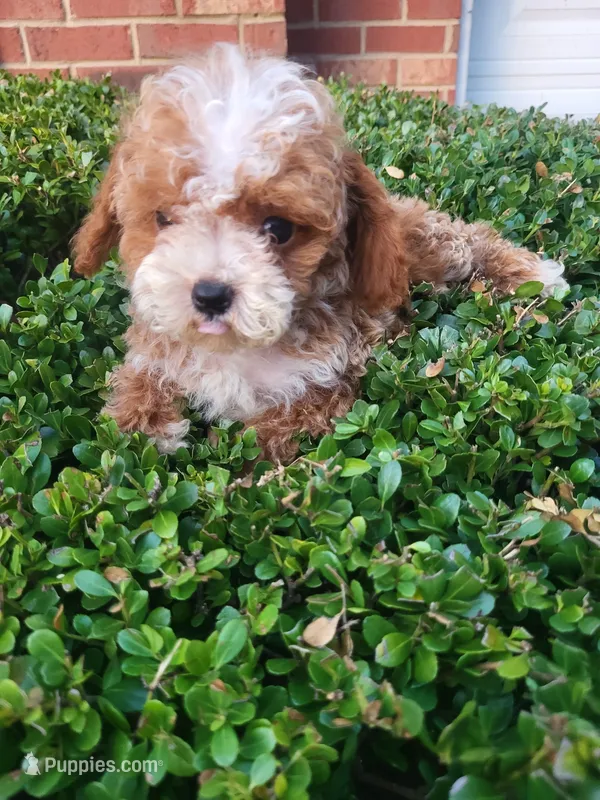 Charlie  – Poodle - Toy  puppy for sale in Atlanta, GA
