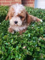 Charlie , a male Poodle - Toy  for sale in Atlanta, GA – 1 of 2