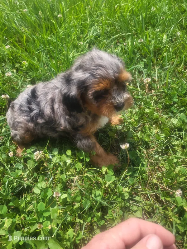 Shasta  – Shihpoo puppy for sale in Atlanta, GA