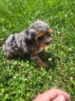Shasta , a female Shihpoo for sale in Atlanta, GA – 1 of 1