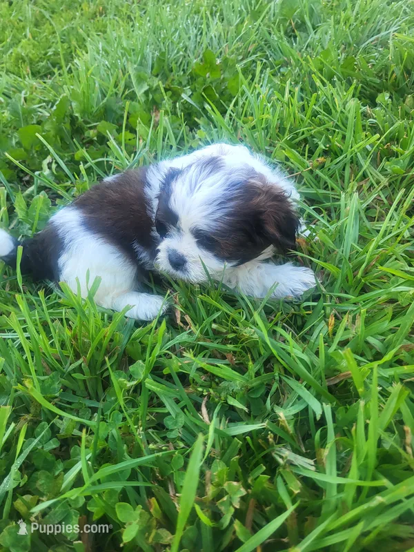 Spirit  – Shihpoo puppy for sale in Atlanta, GA