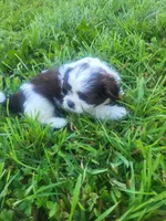 Spirit , a male Shihpoo for sale in Atlanta, GA – 1 of 3
