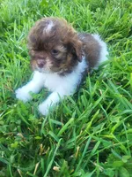 Shim, a male Shihpoo for sale in Atlanta, GA – 2 of 2