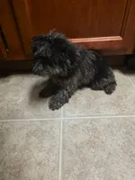Trent , a male Poodle - Toy  for sale in Atlanta, GA – 2 of 2