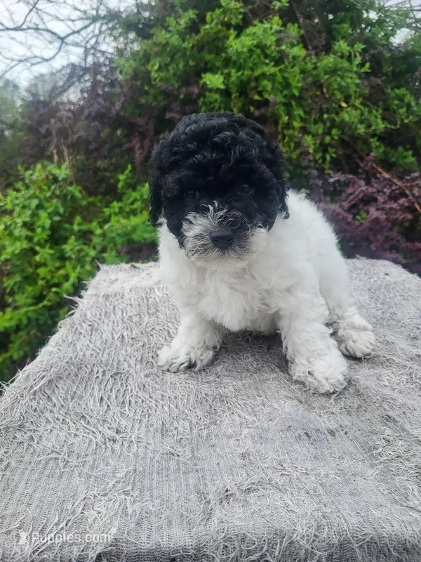 Tams – Poodle - Toy  puppy for sale in Atlanta, GA