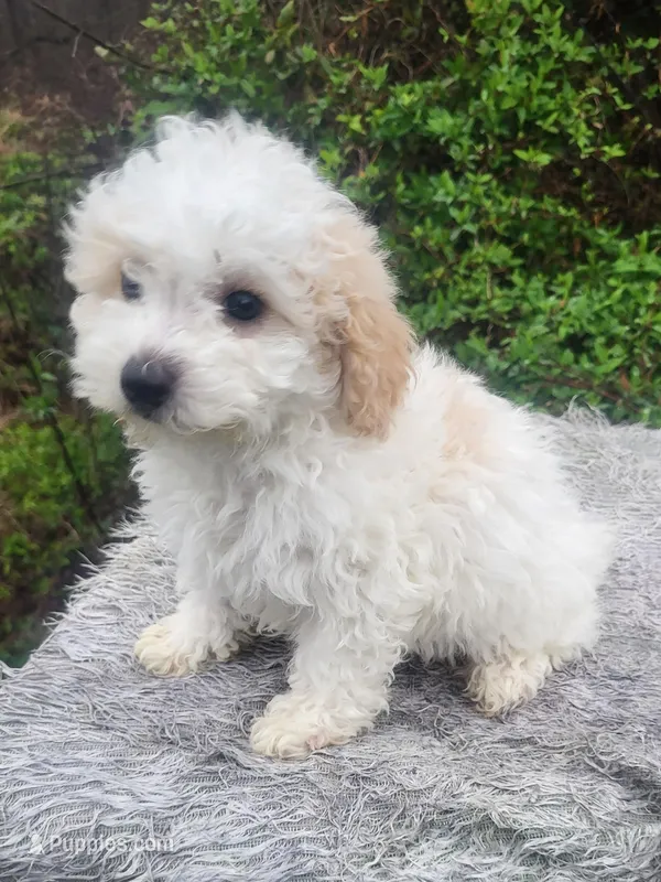 Tigg  – Poodle - Toy  puppy for sale in Atlanta, GA