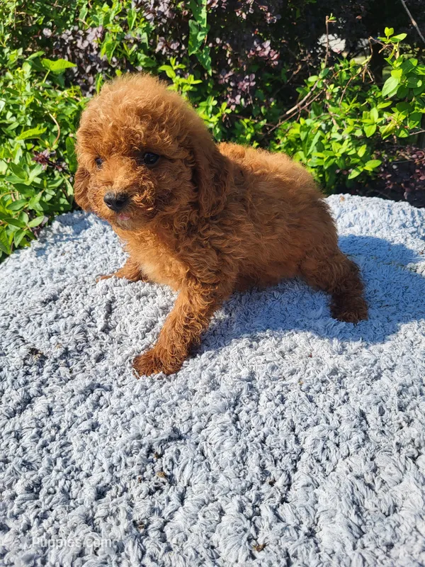 Tina – Poodle - Toy  puppy for sale in Atlanta, GA